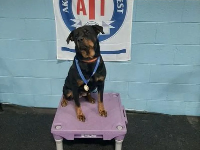 Bruinhaus Rottweilers