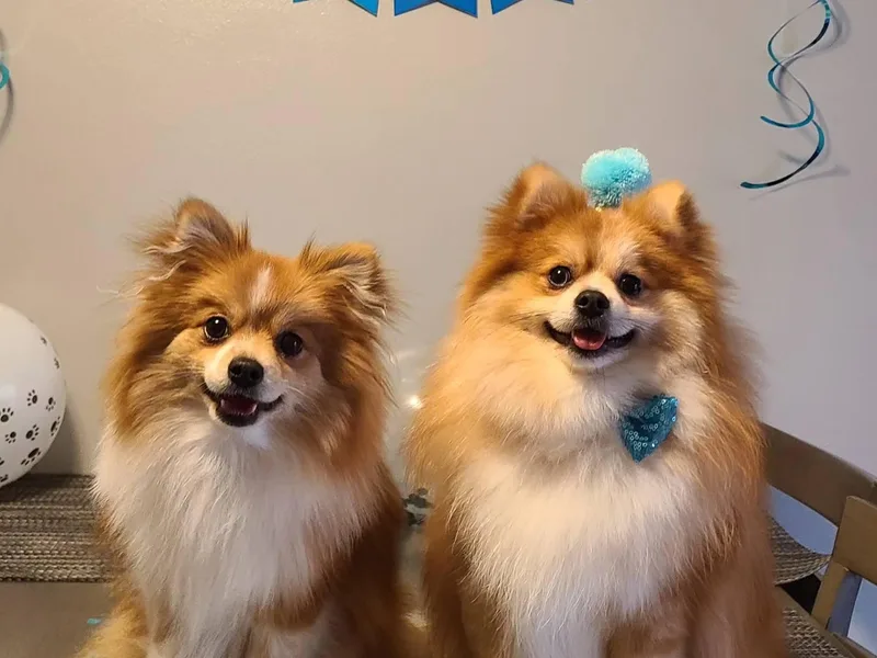 Bruno &amp; Bella's Poms