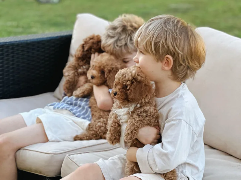 Bruno &amp; Co. Puppies