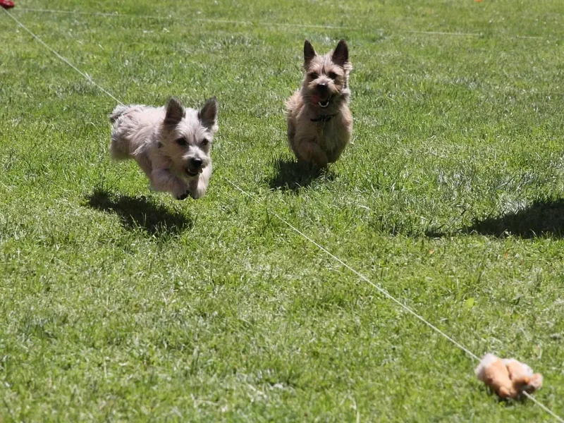 BRUNS CAIRNS photo 1