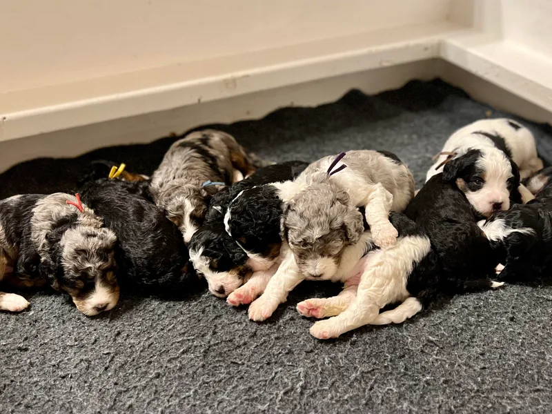 Brunsman Country Doodles LLC