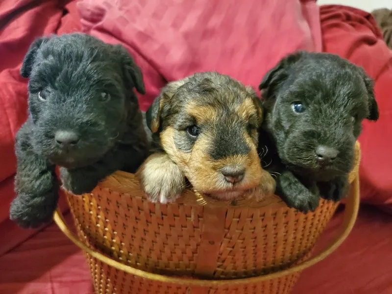 Brush Creek Lakeland Terriers photo 1