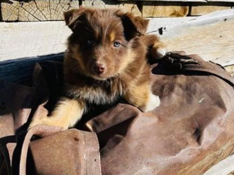 Brush Creek Puppies