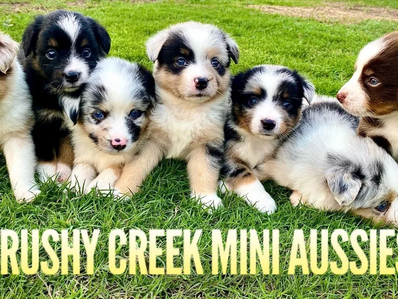 Brushy Creek Aussies &amp; Mini Aussies