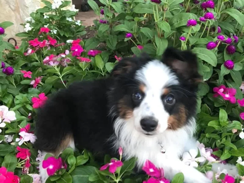 Brushy Creek Mini Aussies