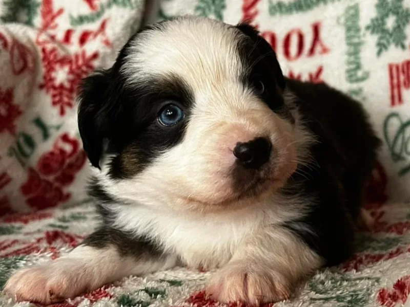 Brushy Mountain Aussies
