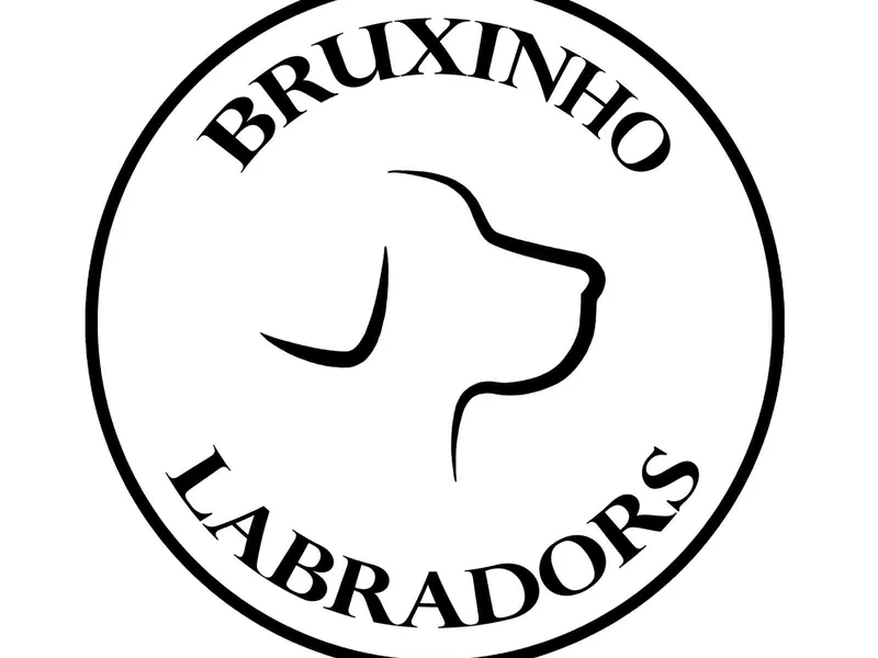 Bruxinho Labradors photo 1