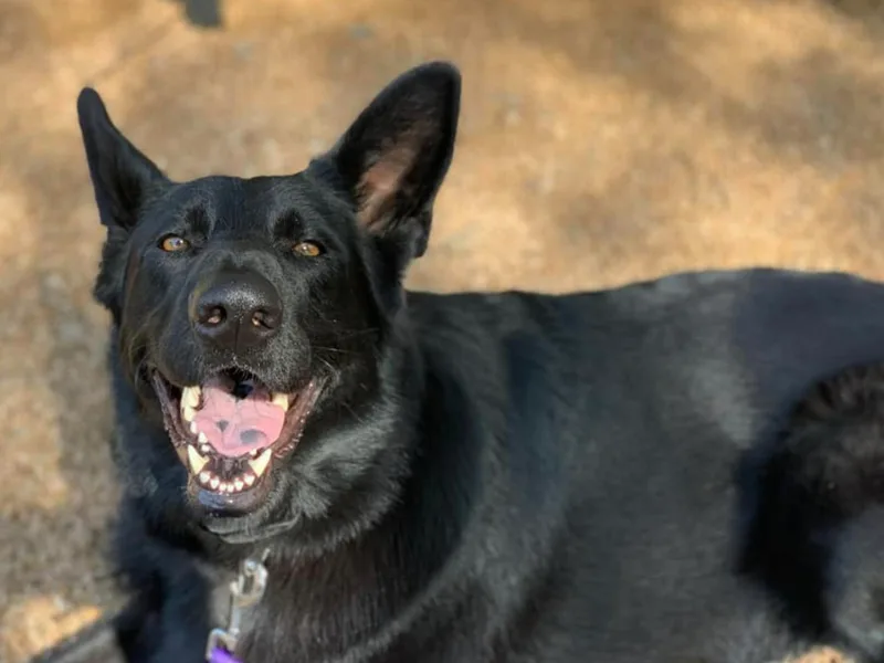 Bryan German Shepherds photo 1