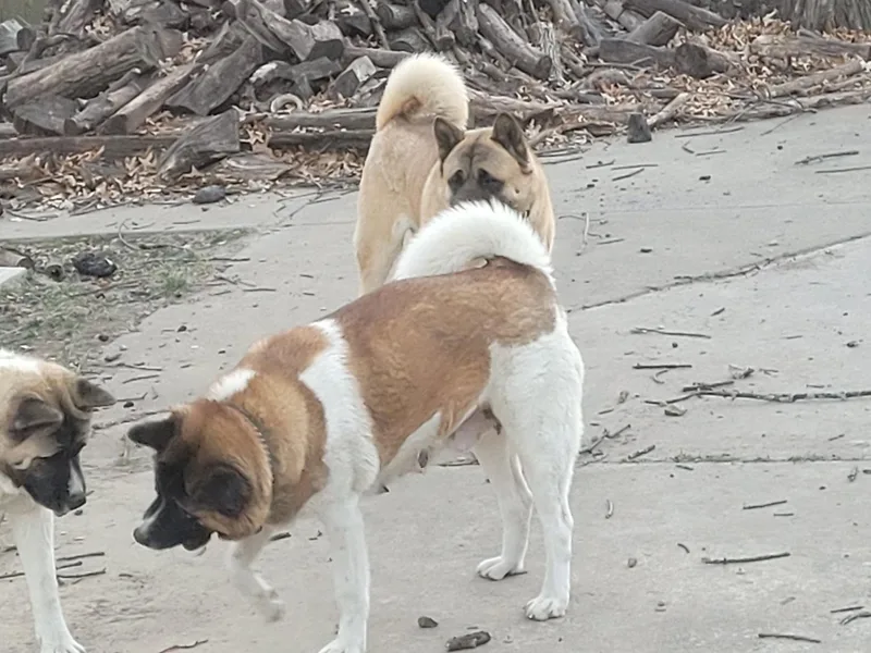 Bryan's Akitas