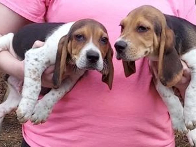 Bryan's Beagles