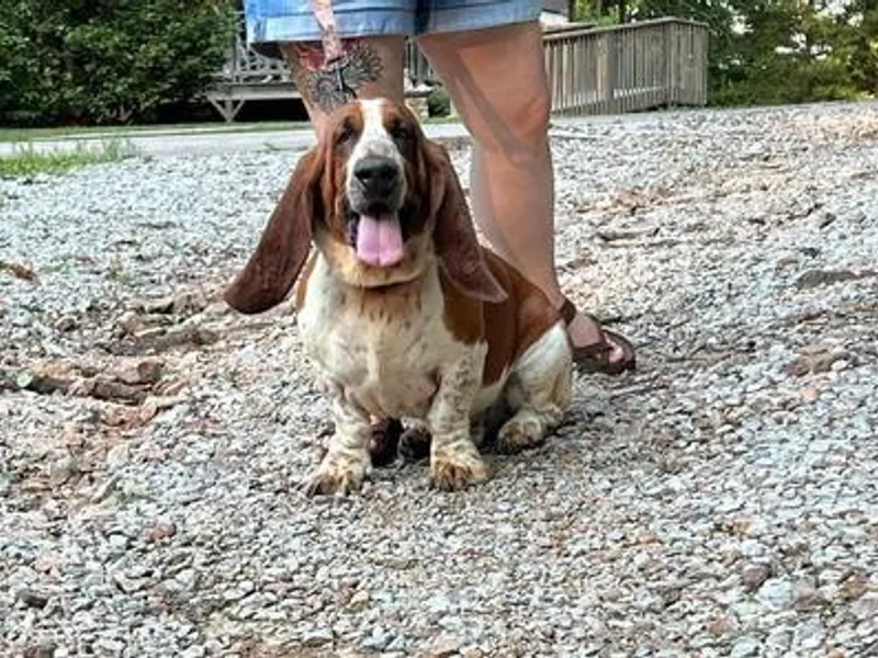 Bryant Bassets