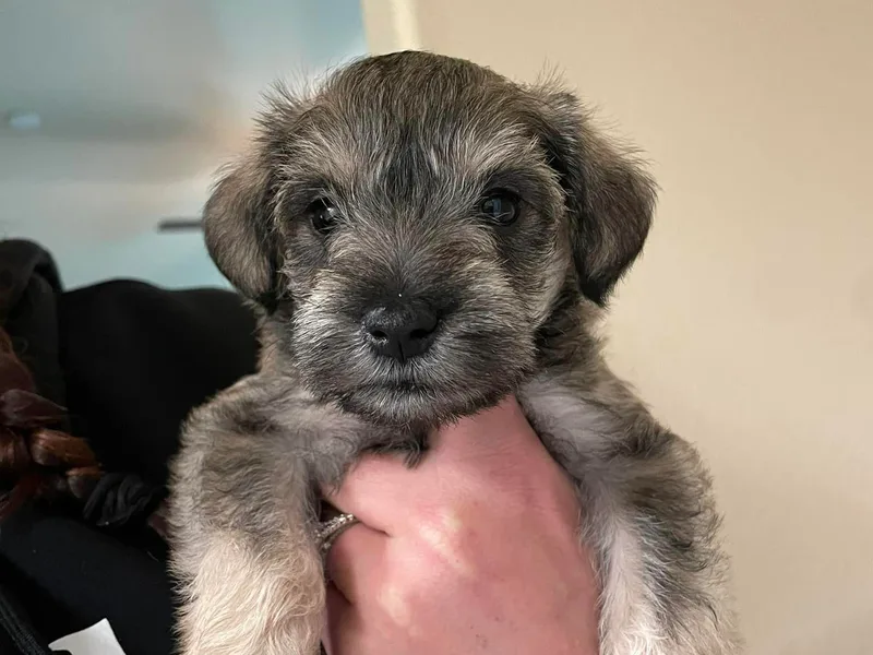 Bryant Miniature Schnauzers