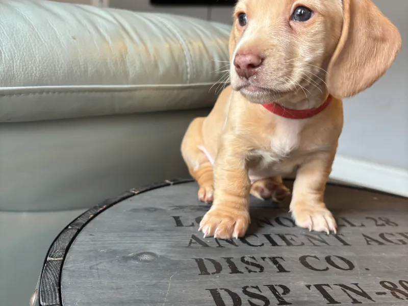 Bryant’s Miniature Dachshunds