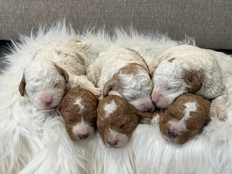 Bryce Valley Breeding