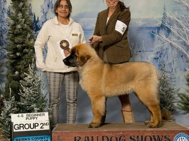 Bryggeri Leonbergers photo 1