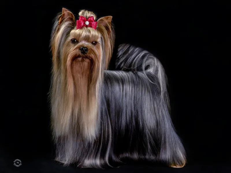 Brynstar Yorkies and Papillons