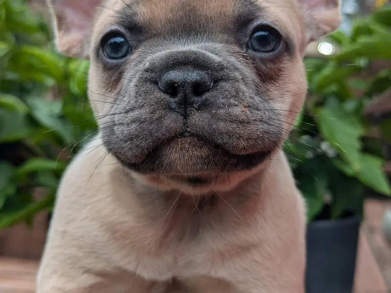 BSGM Frenchies
