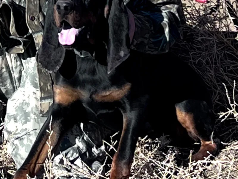 BT Coonhound photo 1