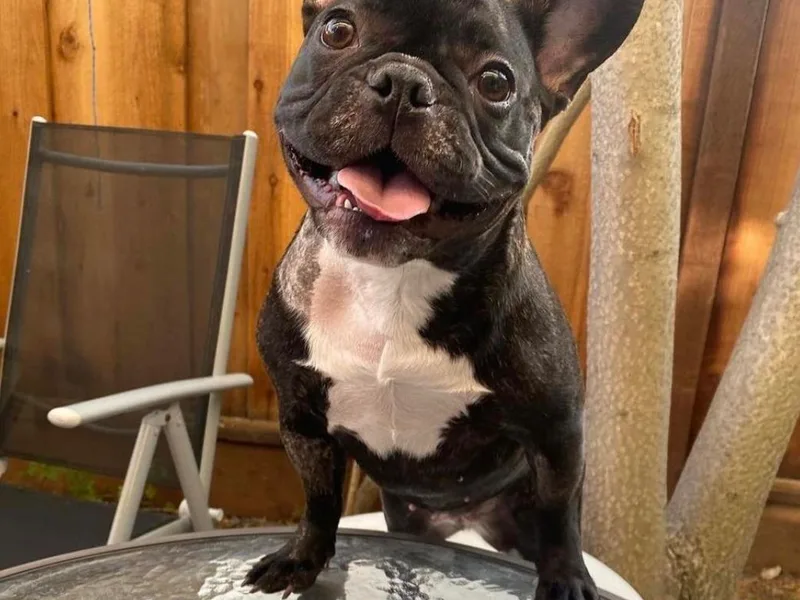 Btown Bullyz photo 1