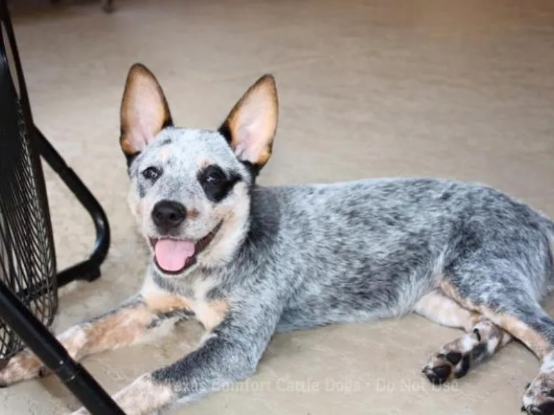 BTR Australian Cattle Dogs