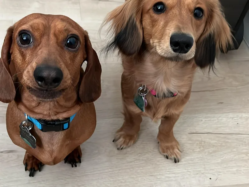 BTX Dachshunds photo 1