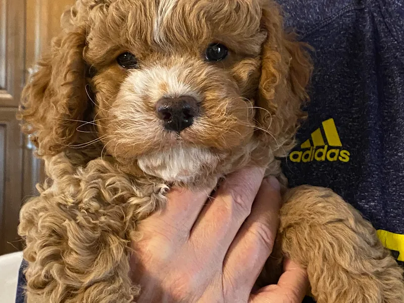 Bubble-ishous Cavaliers, Cavapoos and Portadoodles