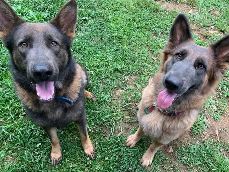 Buchanan’s Shepherds