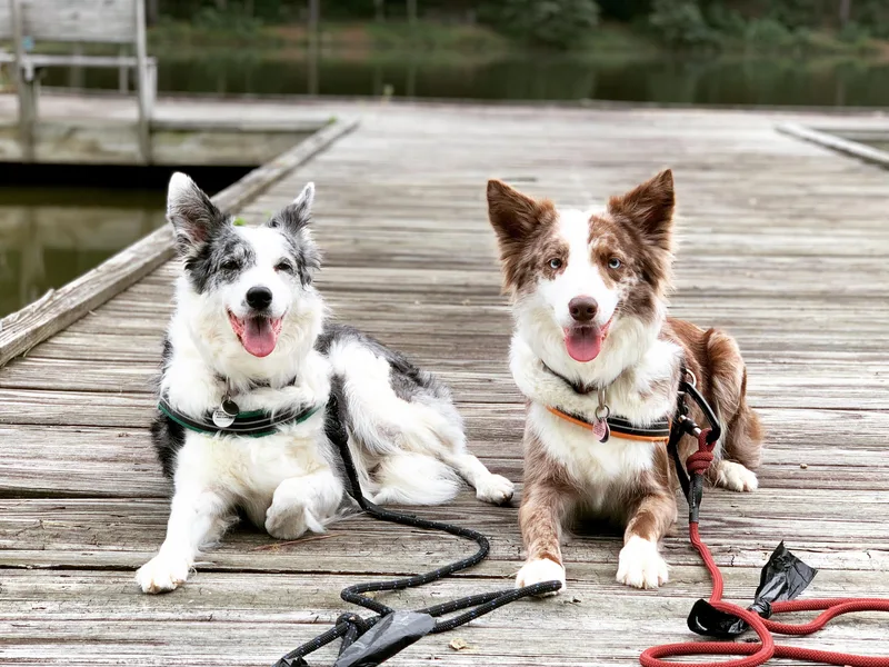 Buck Branch Border Collies