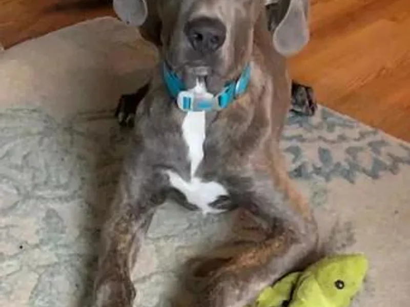 Buck Creek Great Danes