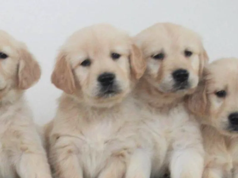 Buck Family Farm Golden Retrievers