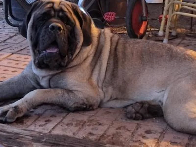 Buck Lane Mastiffs