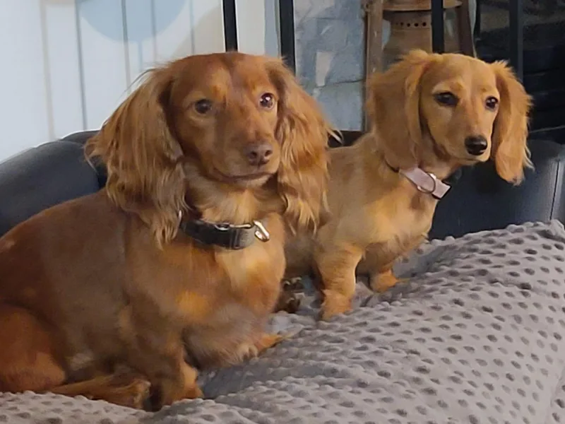 Buck Run Creek Dachshunds &amp; Labradors