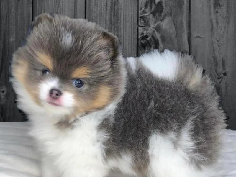 Buck Valley Pomeranians