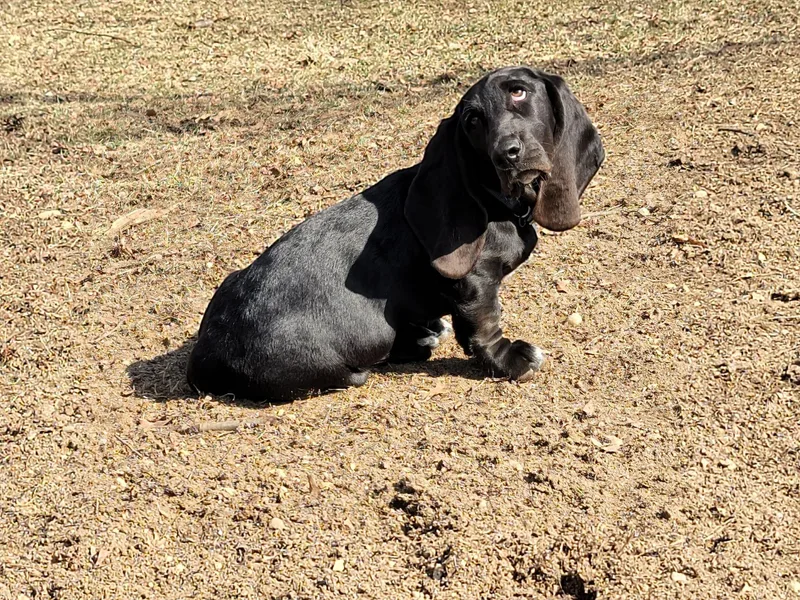 Buck Wild For Bassetts