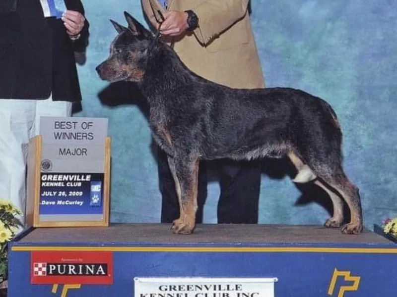 Buckaroo Cattle Dogs