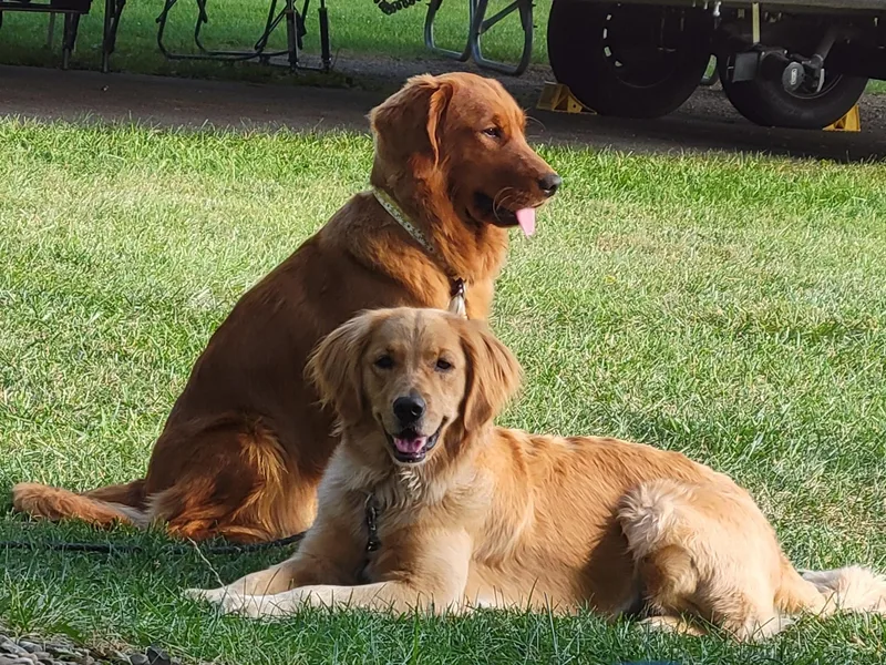 Buckeye Blossom Golden Retrievers