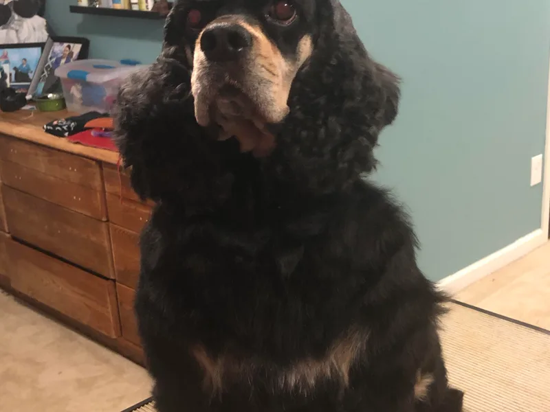 Buckeye Country Kennel