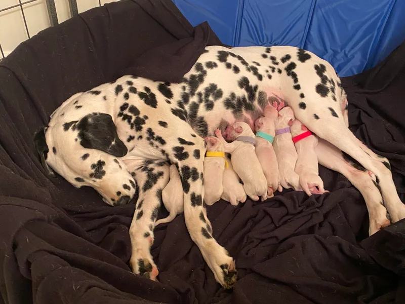 Buckeye Dalmatians