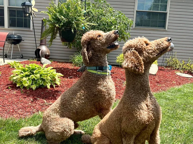 Buckeye Red Standard Poodles