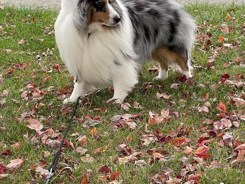 Buckeye Shelties