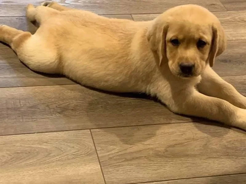 Buckeye Valley Labradors