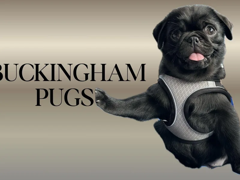 Buckingham Pugs of Alabama