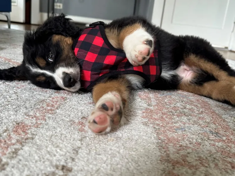 Buckingham's Bernedoodle Buddies