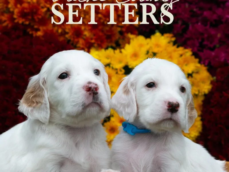 Bucks County Setters