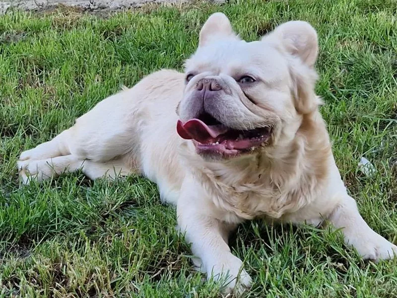 Buda Baby Frenchies