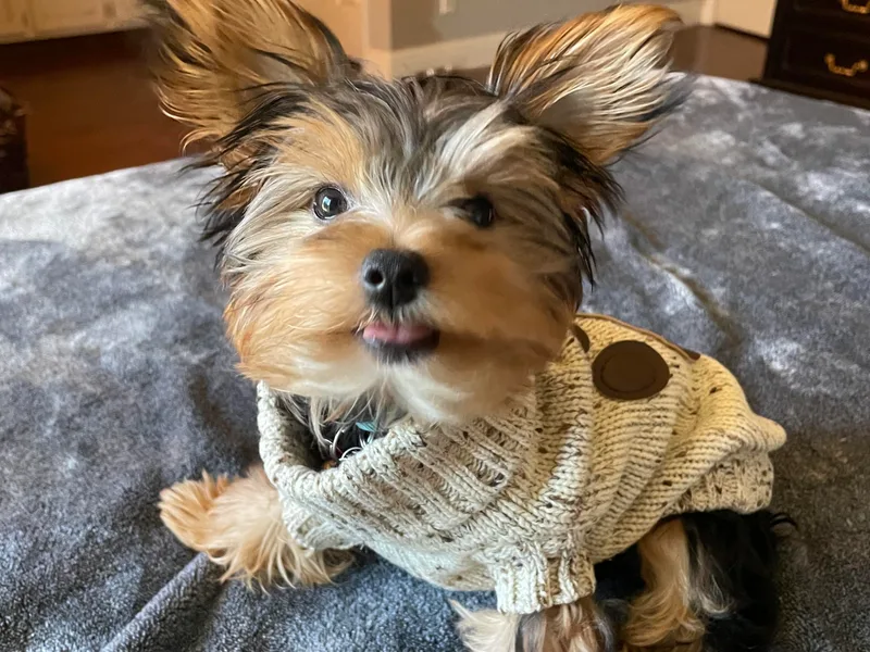Buddha Babies Yorkshire Terriers