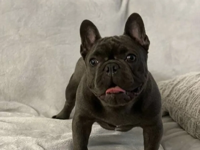 BUDZBULLIES photo 1