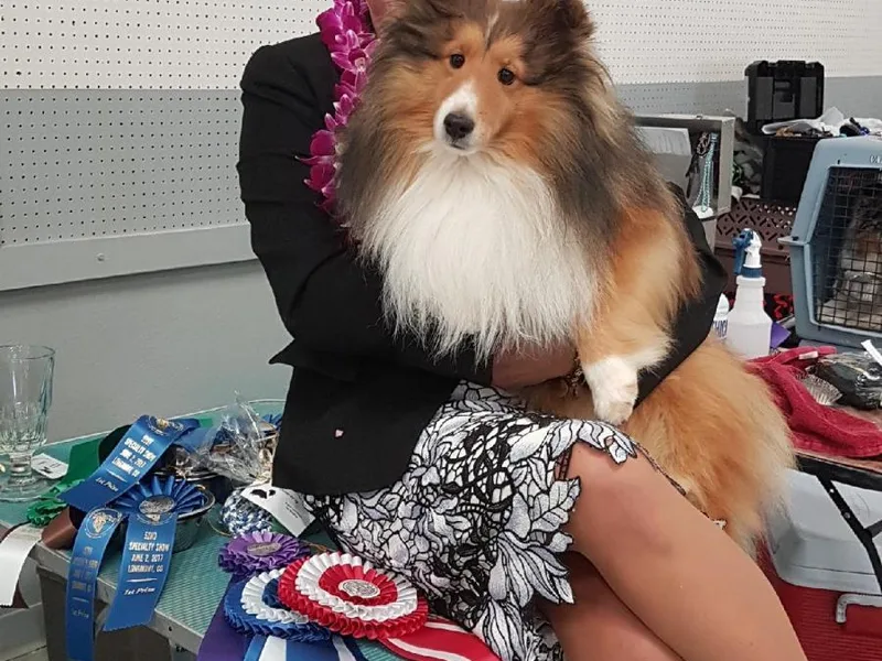 Buehneman Shelties