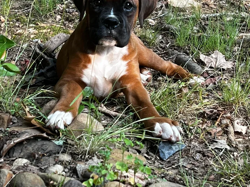 Buffalo Creek Boxers