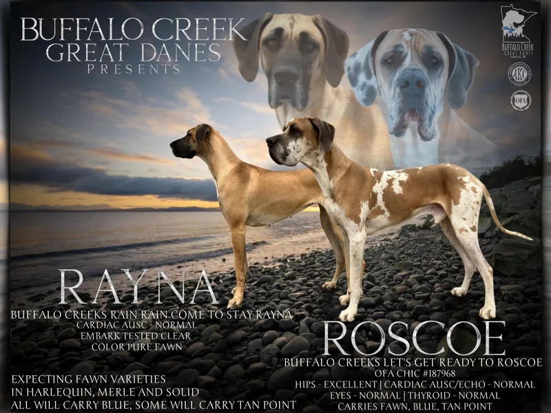 Buffalo Creek Great Danes